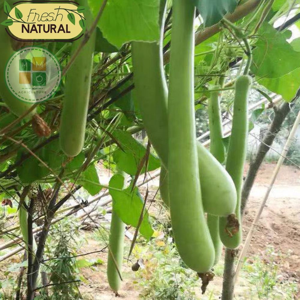 Hạt giống bầu xanh dài siêu trái Đài Loan
