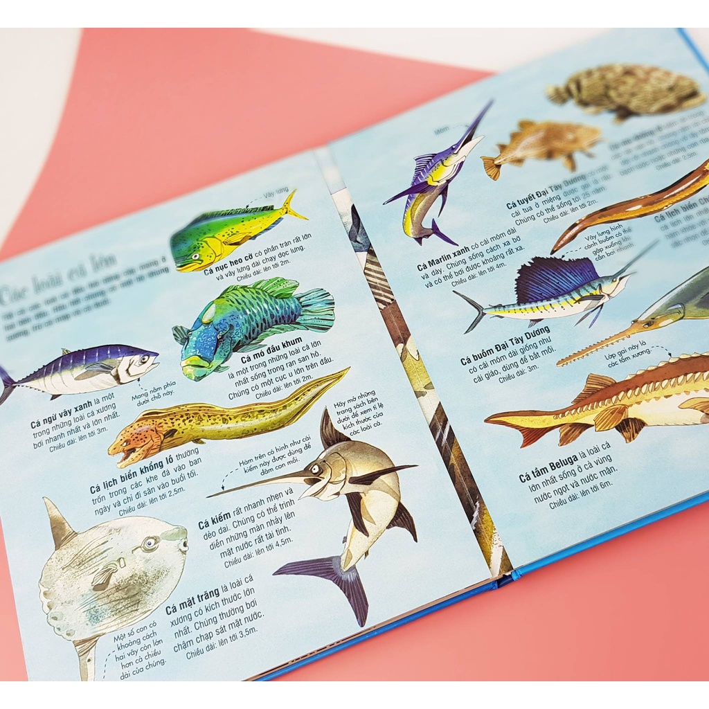 Sách - Big book - Cuốn sách khổng lồ về các loài động vật biển
