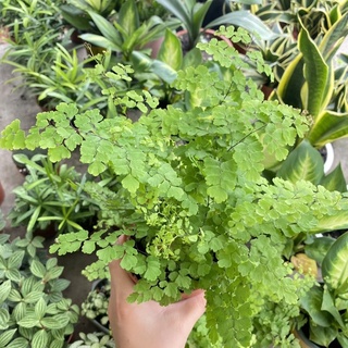 Chậu Dương xỉ Tóc Thần sz trung