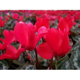 Hạt giống hoa Anh Thảo Đỏ F1 Nga