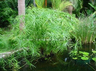 Cây thủy trúc