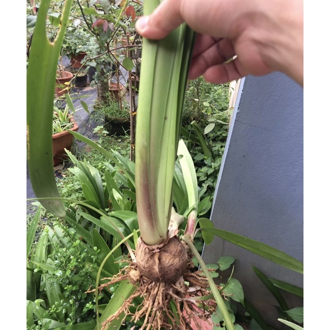 Cây loa kèn-  Lan Huệ Tây