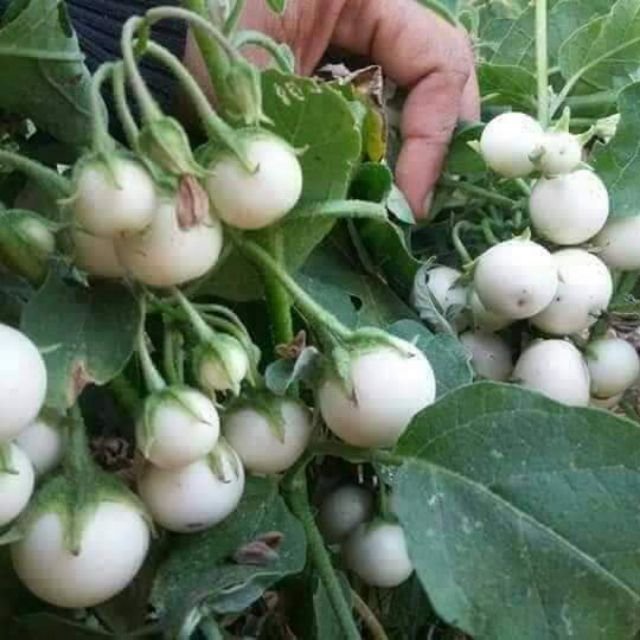 Hạt giống cà pháo năng xuất (hàng công ty đóng gói - tặng kèm phân)