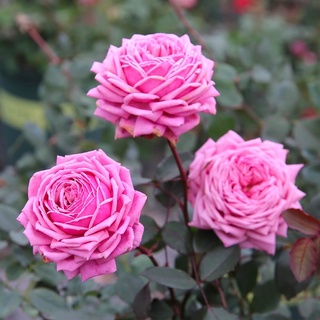 Hoa hồng Yua Rose - hồng bụi cao, hoa thơm