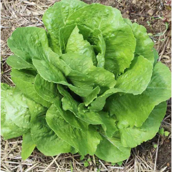 Hạt giống rau xà lách bắp dài Cos Lettuce xanh nhập Thái lan nguyên gói