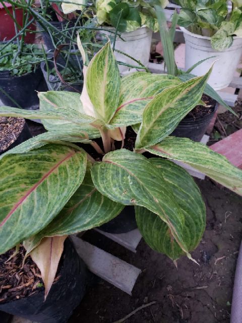 Cây Phú Quý Vàng