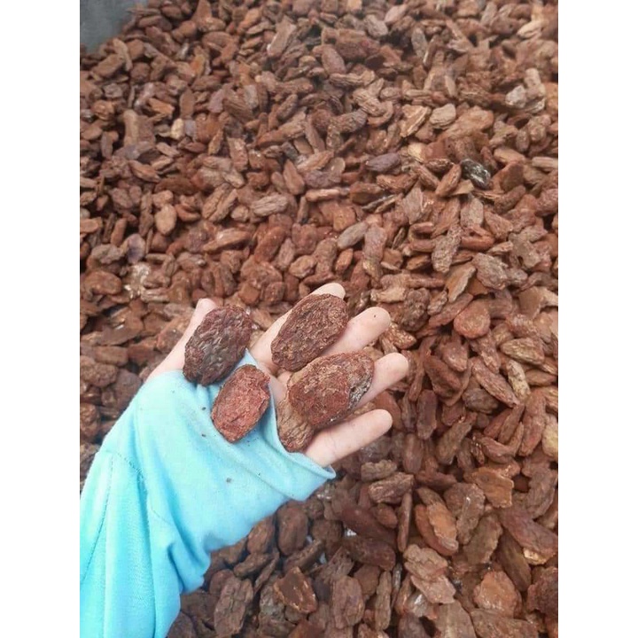 Vỏ thông mài cạnh k làm tổn thương rễ, sạch size 1-2 cm thích hợp trồng lan hoặc trộn giá thể cây kiểng lá