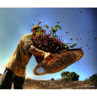 1KG ROBUSTA RANG CỦI MIX BƠ - IN TIME COFFEE