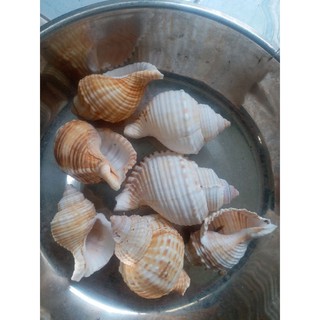 vỏ ốc  ( 1 cái )