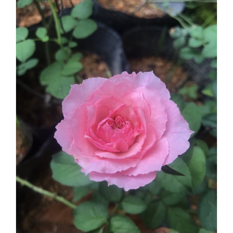 Hoa hồng tezza(hồng công chúa)