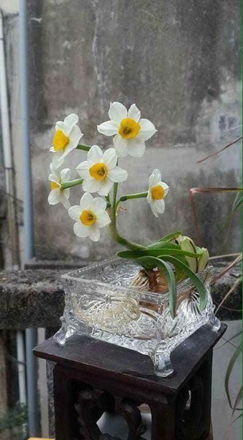 Củ hoa thủy tiên nước trồng tết
