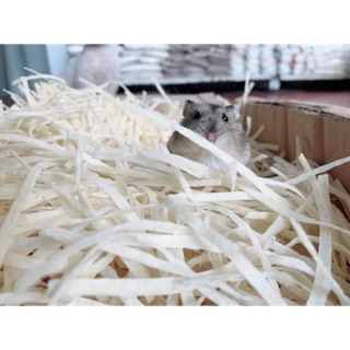 1kg Cá sợi cho hamster, sóc bay
