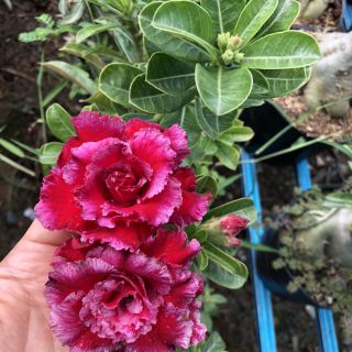 CÂY SỨ THÁI (hoa đẹp, nhiều loại)