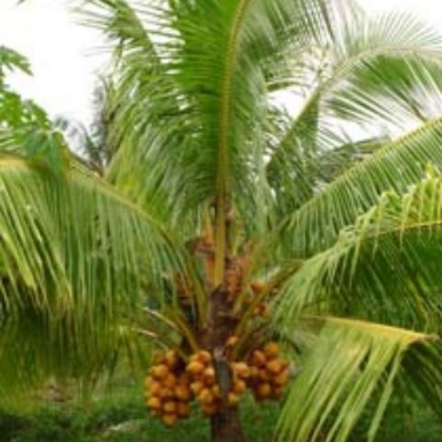 Dừa xiêm lửa lùn