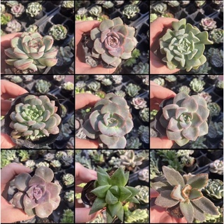 Sen đá size bầu chọn mẫu (50 loại)