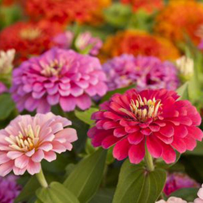 [ Big Sale ] Hạt Giống Hoa Cúc Lá Nhám Kép Mix màu - 100 hạt
