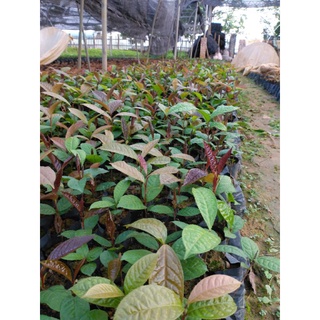 Cây trà hoa vàng hạt ba chẽ