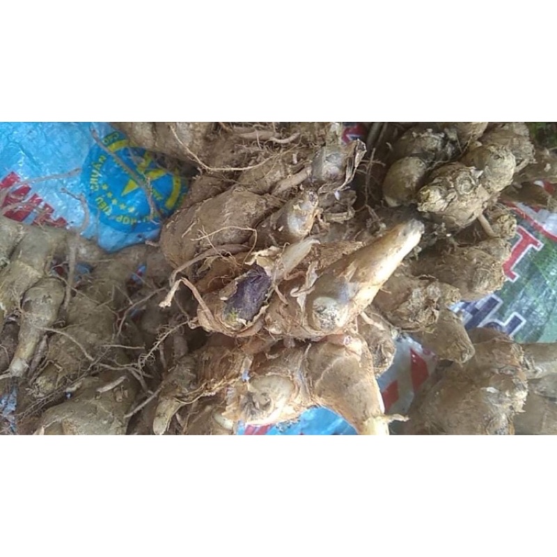 Gừng tím tươi  Tây Bắc 1kg