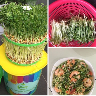 Thiết bị làm rau mầm Happy