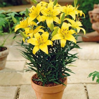 Combo 400 củ ly lùn chơi tết ( có thể chọn màu)