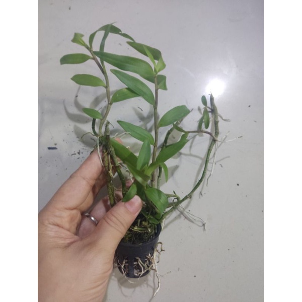 Hoa lan giả hạc Pháp giống