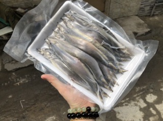 CÁ CHẠCH 1 NẮNG