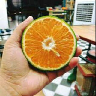 (Cam VIP - Giao nhanh TPHCM) CAM SÀNH BẾN TRE - Ngọt Nước _ LOẠI TO 4-5 trái/kg