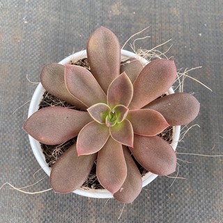 sen đá dĩa ánh kim (dĩa kim tuyến sz 10cm)