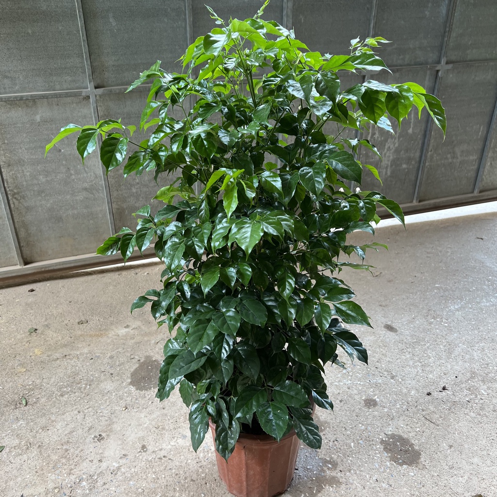 Cây hạnh phúc - cây hạnh phúc to Cao 80cm tán cực sum suê lá xanh mướt mang lại bình yên may mắn