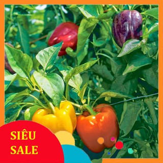10 Hạt giống Ớt chuông mix (tặng gói Kích nẩy mầm và Hướng dẫn)