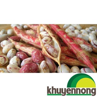 Gói 5 hạt giống đậu ngự 100% nảy mầm