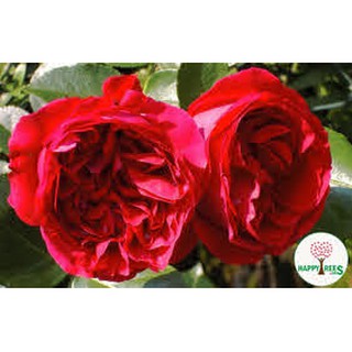 Hoa hông ngoại Red Eden