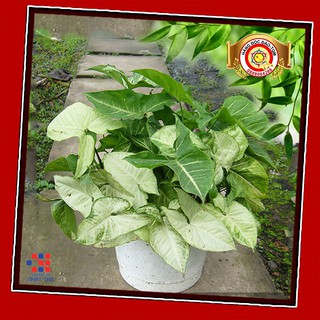 Cây trầu bà gân trắng hút Tài