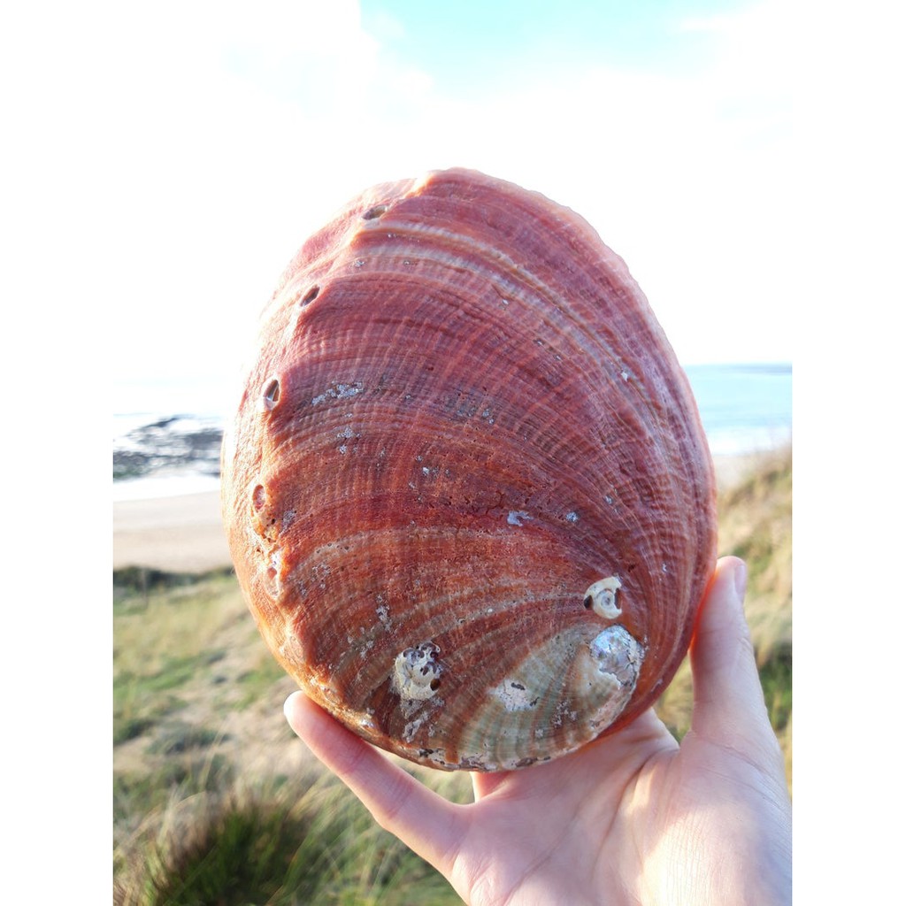 Đĩa Ốc Xà Cừ Hồng Nhật Bản - Vỏ sò đốt xô thơm (Natural Abalone Shell) - Thảo Mộc Xông Nha | BigBuy360 - bigbuy360.vn