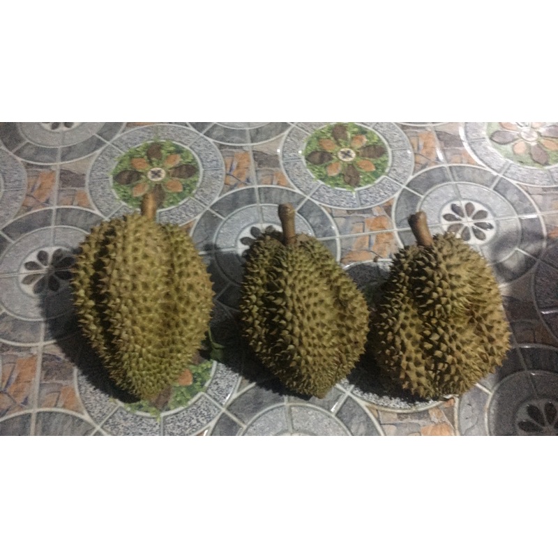 Sầu riêng mõn thoan, Ri 6 Cai Lậy TG