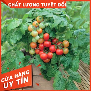 Hạt giống cà chua bi đỏ lùn-còn hàng