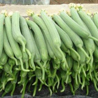 Hạt giống mướp hương cao sản thái