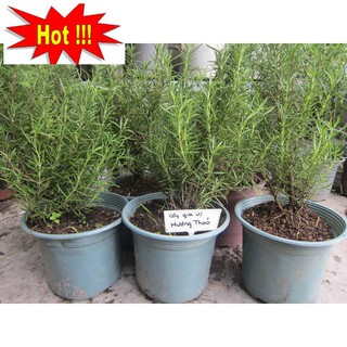 Hạt giống Hương thảo (50 hạt)
