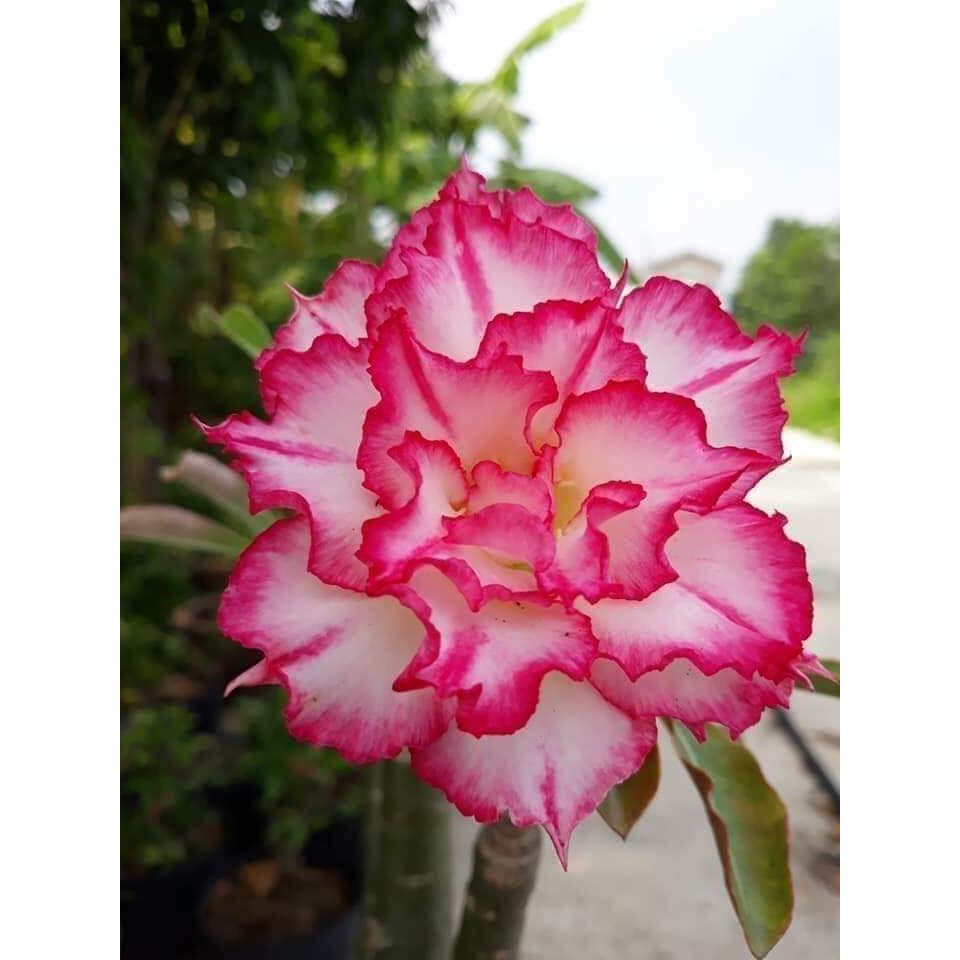 Gói 10 hạt giống hoa sứ Thái kép mix đủ 10 màu