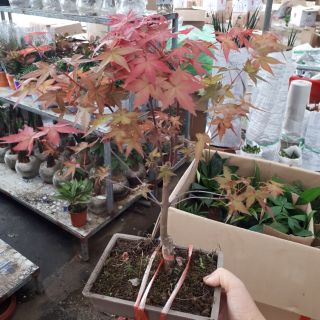 Chậu phong lá đỏ mini hình