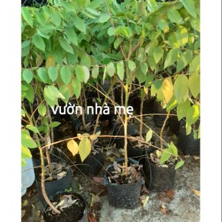 Cây chùm ruột loại chua