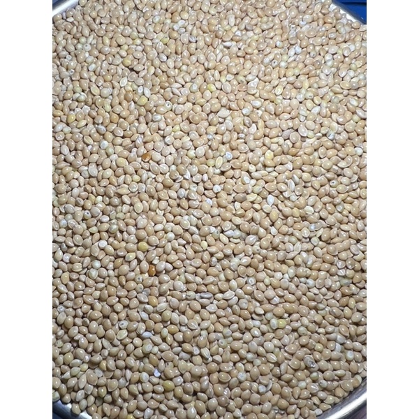 1KG Hạt Kê Vàng To