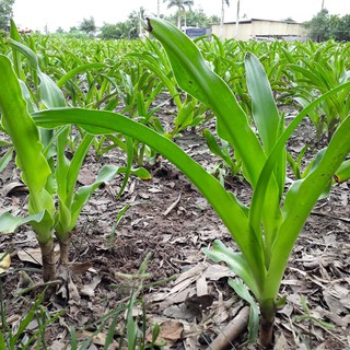 [HÀNG CHUẨN] Cây trinh nữ hoàng cung dùng cho u xơ tử cung, củ giống trinh nữ hoàng cung