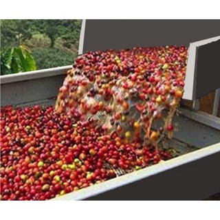 Cà Phê Mộc Pha Phin Đặc Biệt  (Xay sẵn)- 400gr