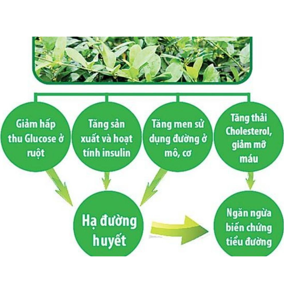 Dây thìa canh Thái Nguyên, giảm mỡ máu cao, cực tốt cho người bị tiểu đường [1kg] I Kho Thảo dược 24h