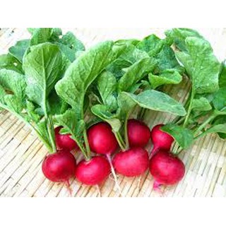 HẠT GIỐNG CỦ CẢI ĐỎ