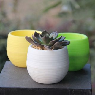Chậu cây mini ( 1 chậu)