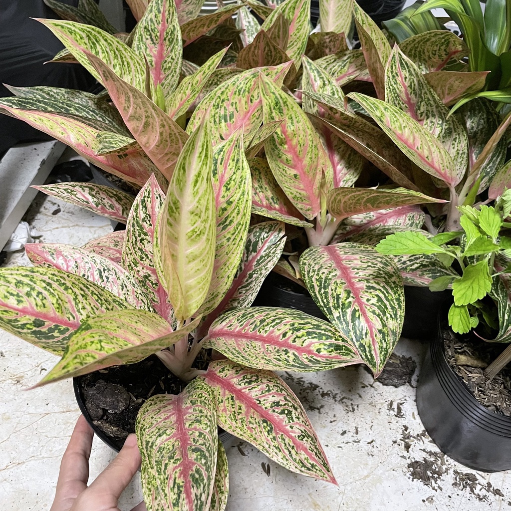 CÂY THỊNH VƯỢNG ,, phong thuỷ hút tài lộc để bàn mini GIÁ RẺ, lọc không khí, Cây Tươi Nguyên CTN1090