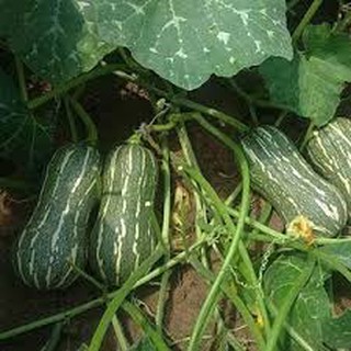 10 HẠT GIỐNG BÍ ĐỎ HẠT ĐẬU