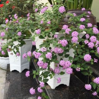 combo 2  bau Ngũ sắc rủ tím cây giống bau bát